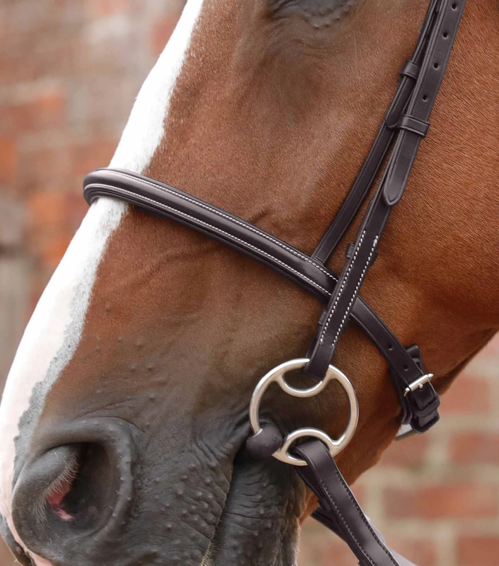 Mossimo Cavesson Bridle